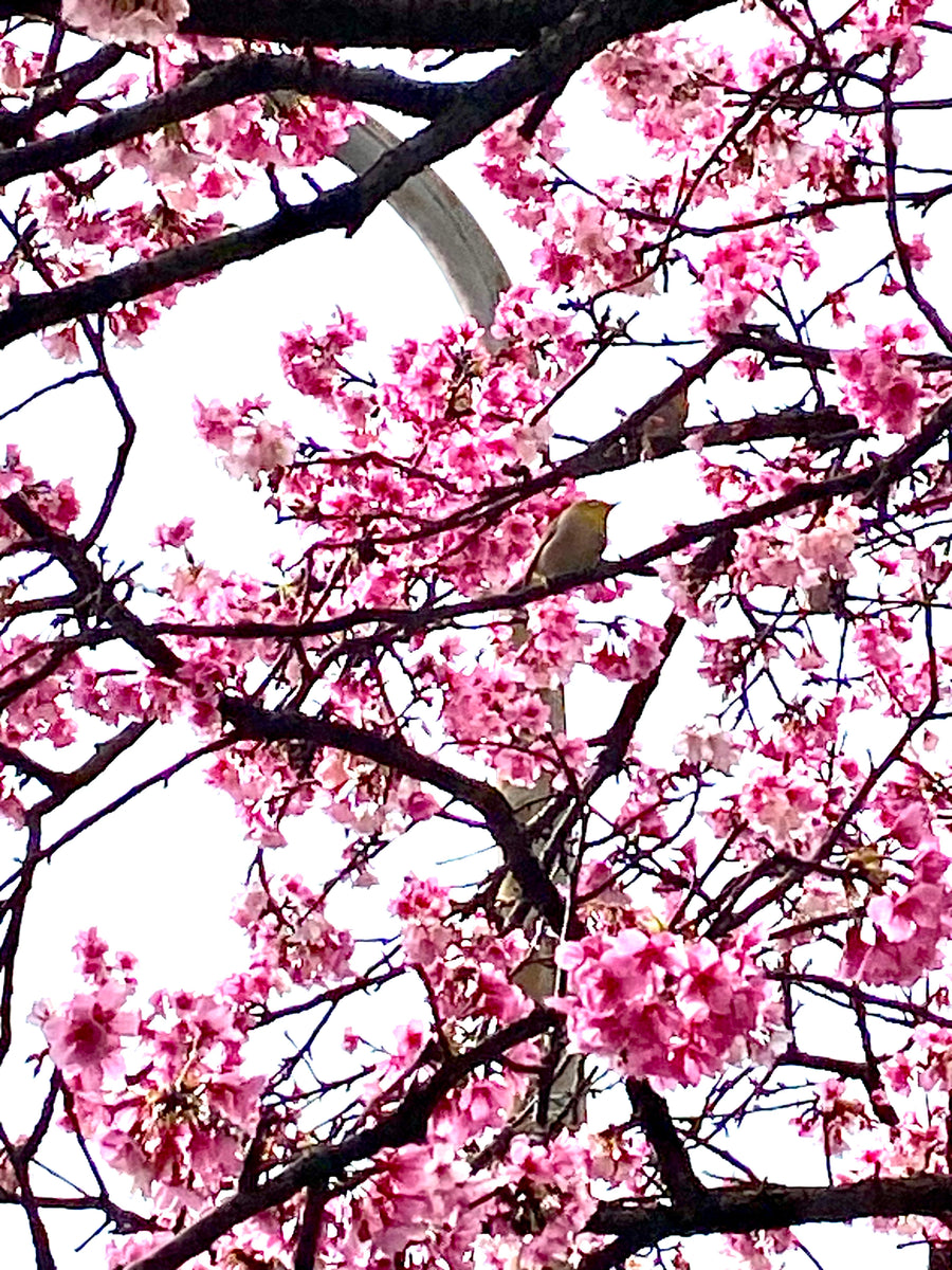 Hello Spring !!