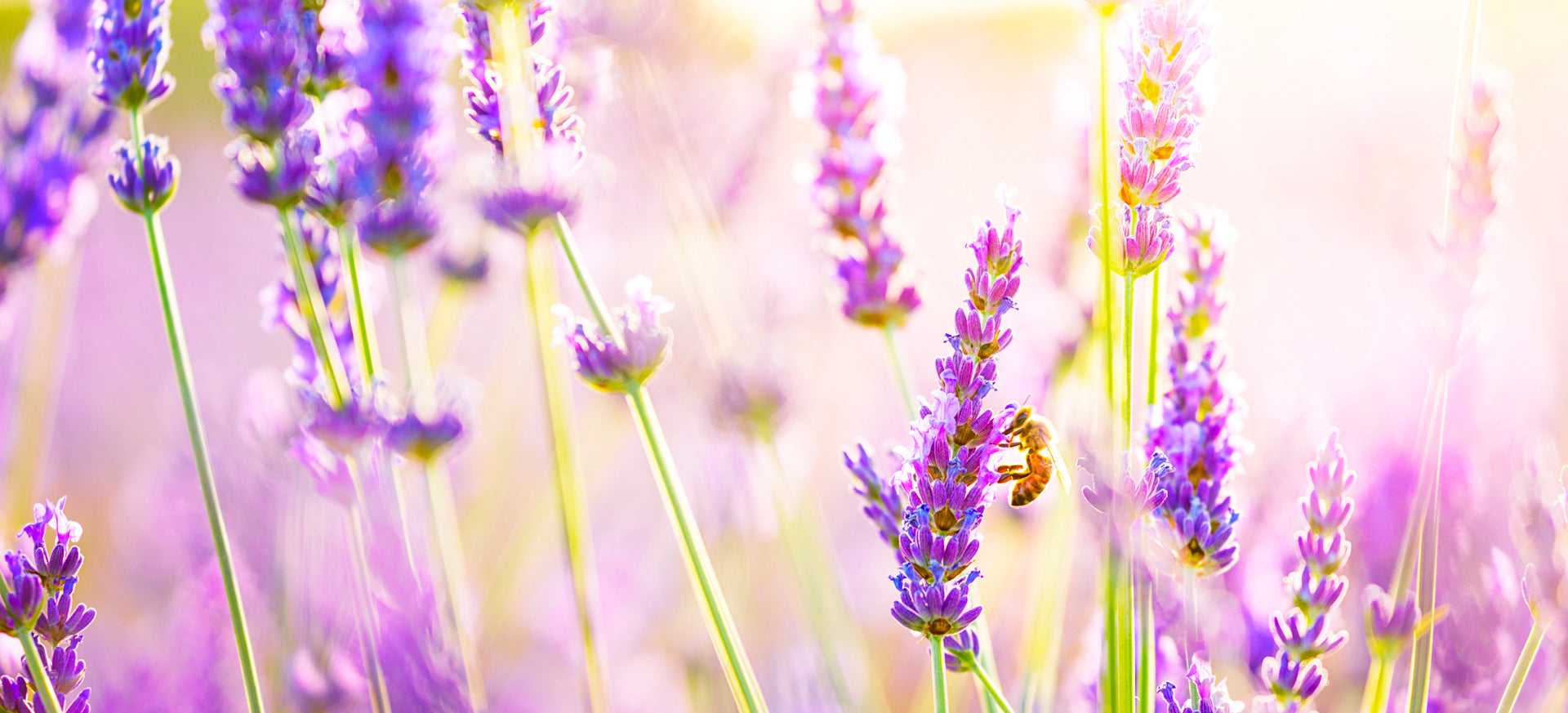 Organic Essential Oil